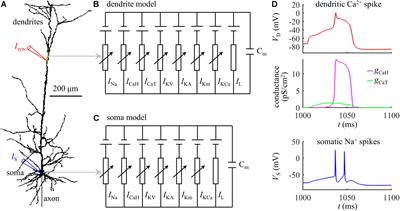 Metabolic Cost of Dendritic Ca2+ Action Potentials in Layer 5 Pyramidal Neurons